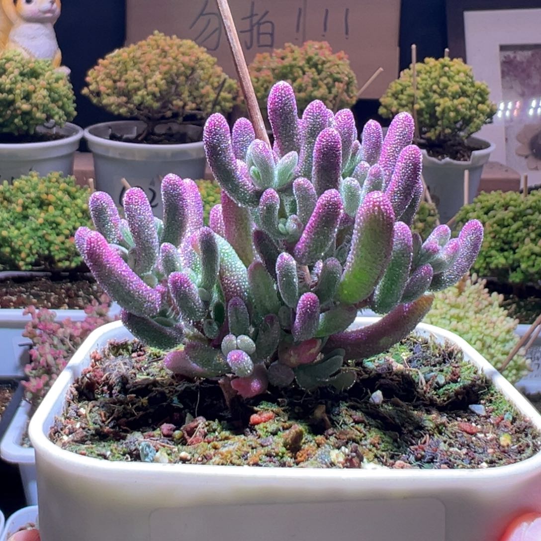 770紫闪光一物一拍包开箱