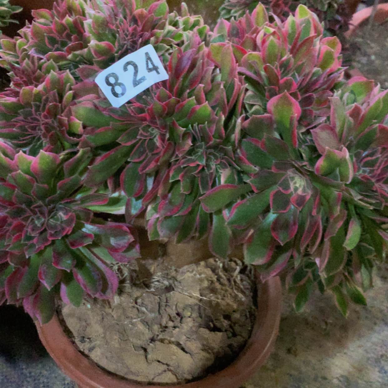 【闪购商品】张*宁824女神多肉