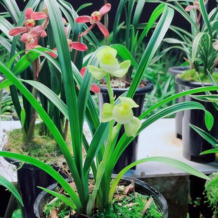 四***社完全开放一物一漂亮