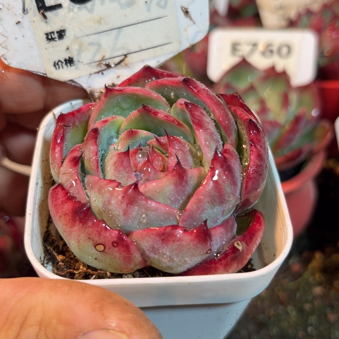 惊鸿一瞥614号多肉