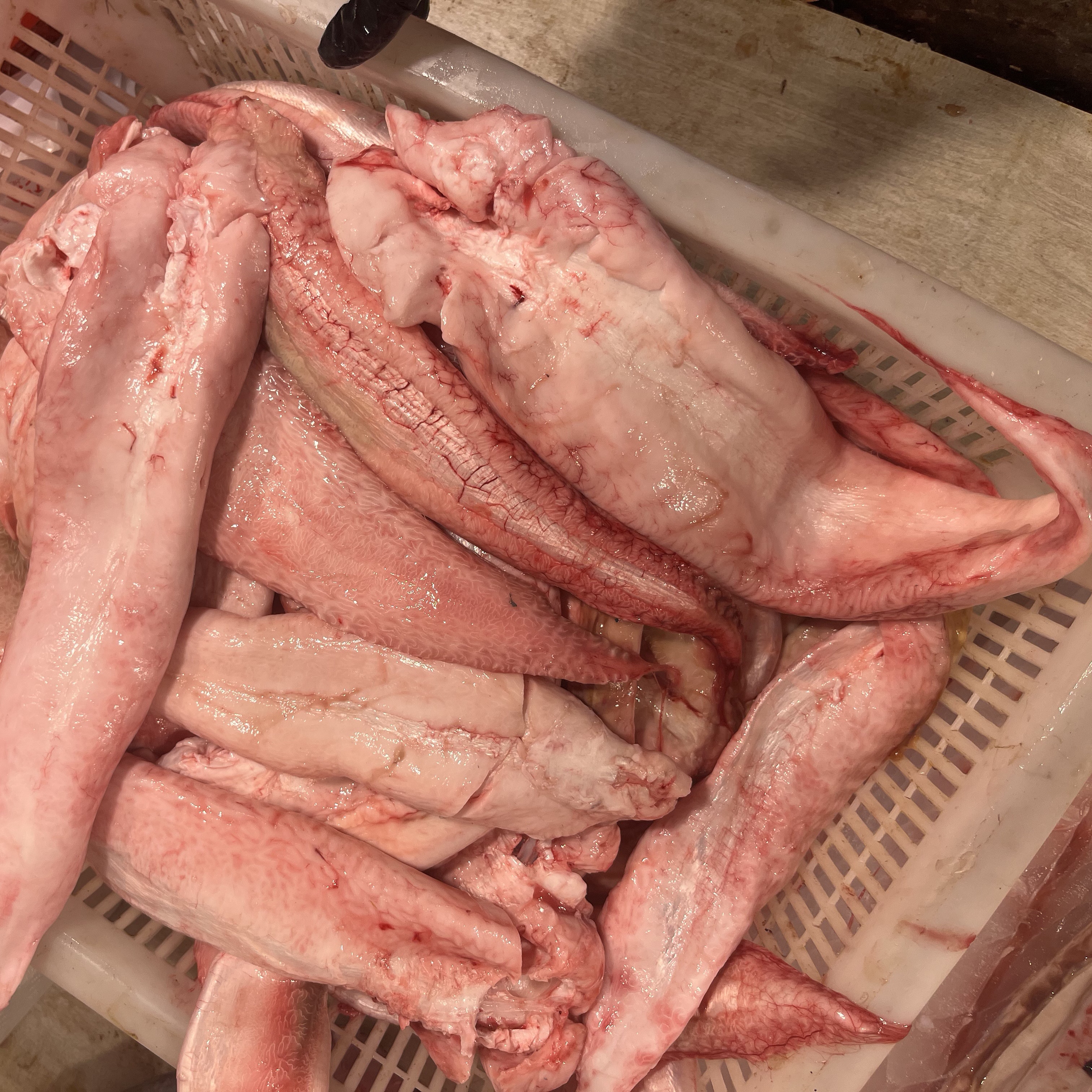 东海米鱼胶直播现拍截图