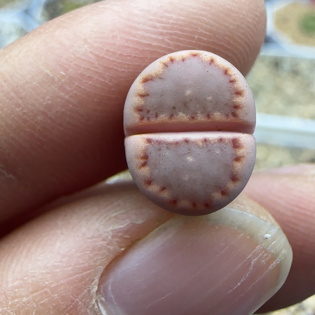 928粉饼干清框福利30包邮