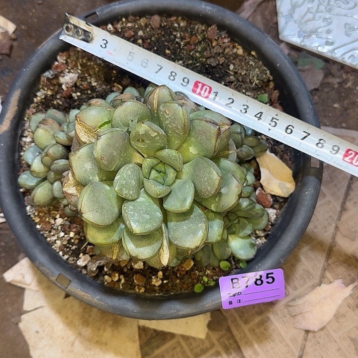 快***鞋多肉植物一物一拍葡萄786