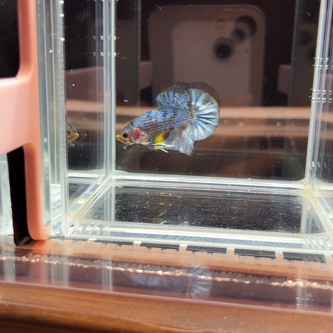 海水鱼宙斯斗鱼竞拍1226