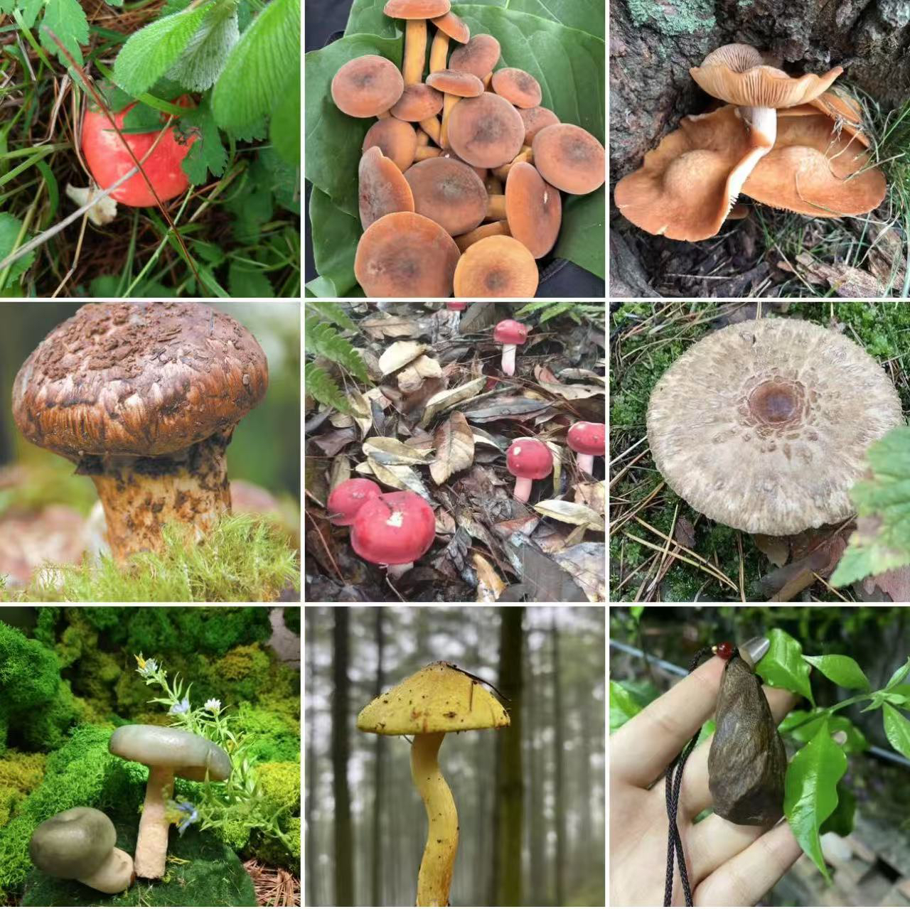 【土特产菇F】随行净含量10g-30g