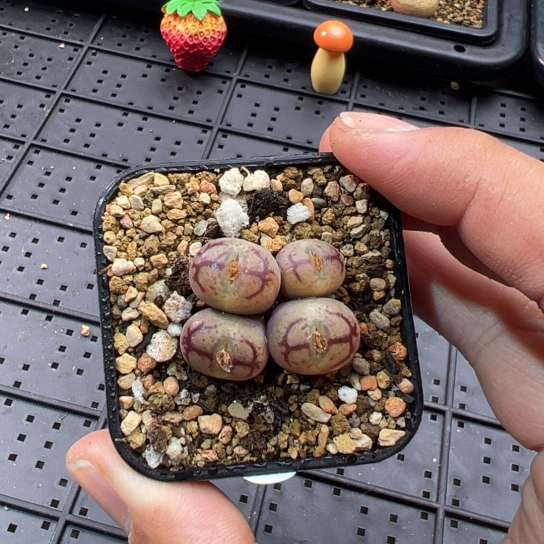 176墨杂群一棵特      