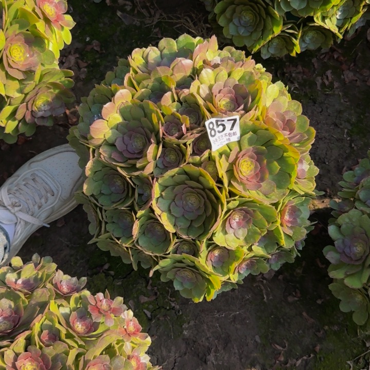 万圣节花27-41包邮花花