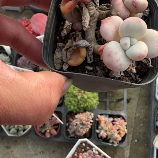 78比尔盖茨多肉植物多