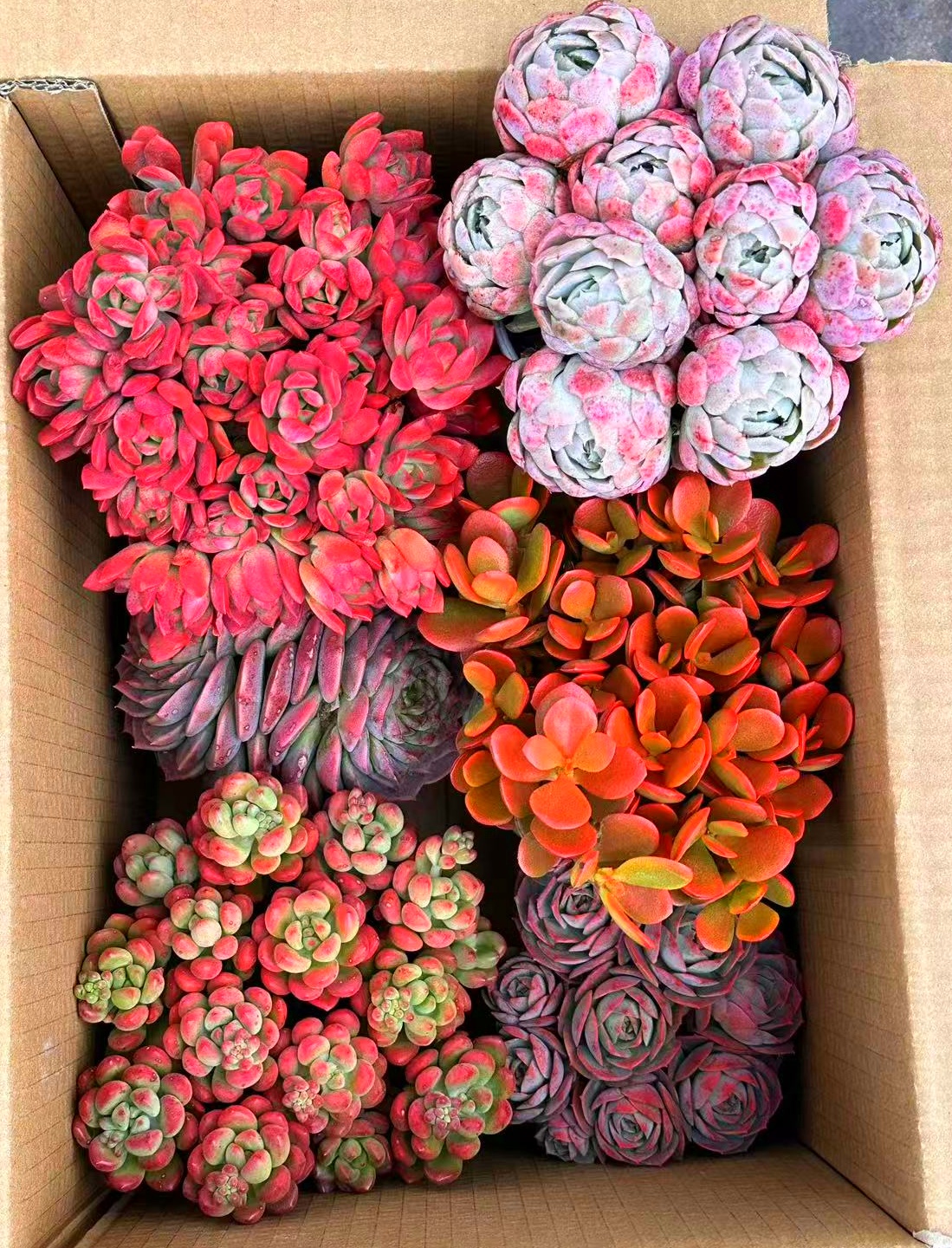 MS满满一大箱，全部挑好的发，4个带盆土，2个脱土，云南基地发。