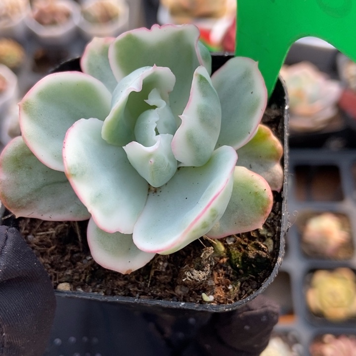 998伯克利锦多肉植物保护