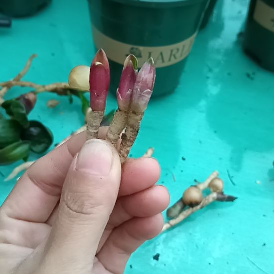完全开放特色花卉君子兰小苗