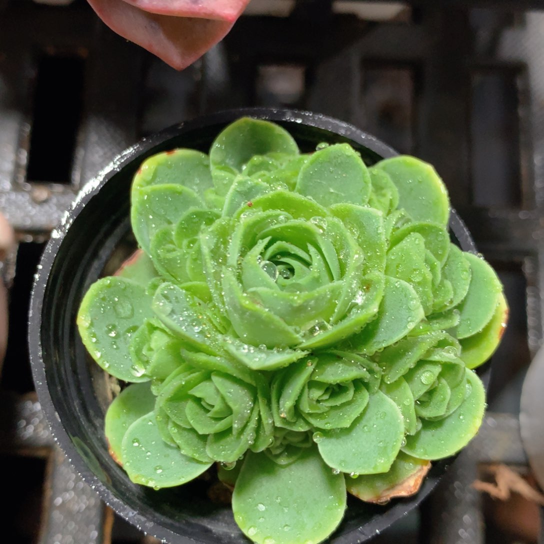 5CM拇指盆精控多肉ZU844