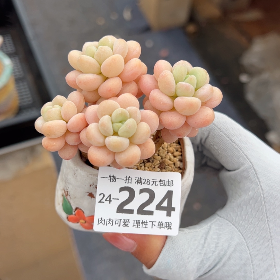 洛可可多肉多肉多肉多肉
