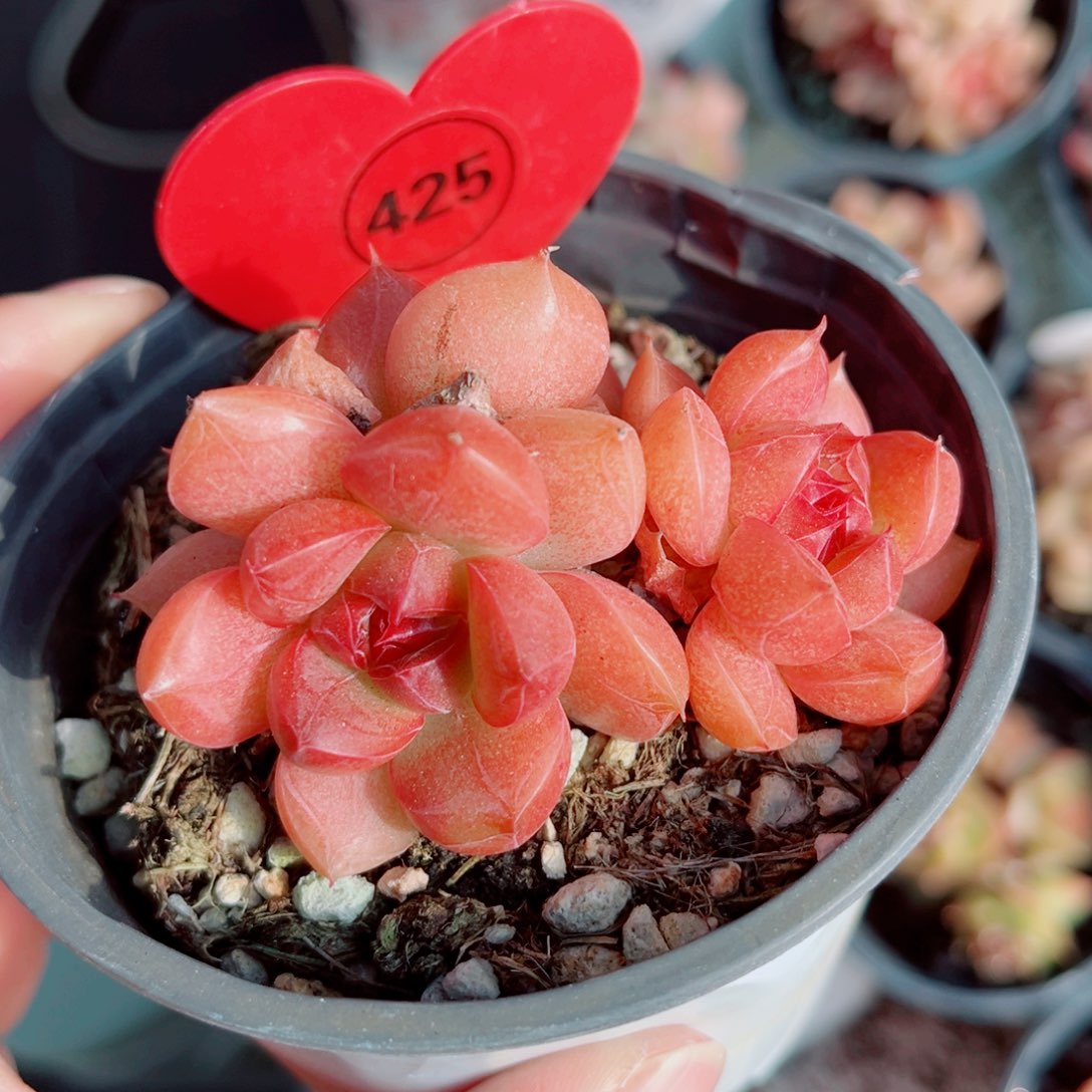 425号小老桩珍妮群