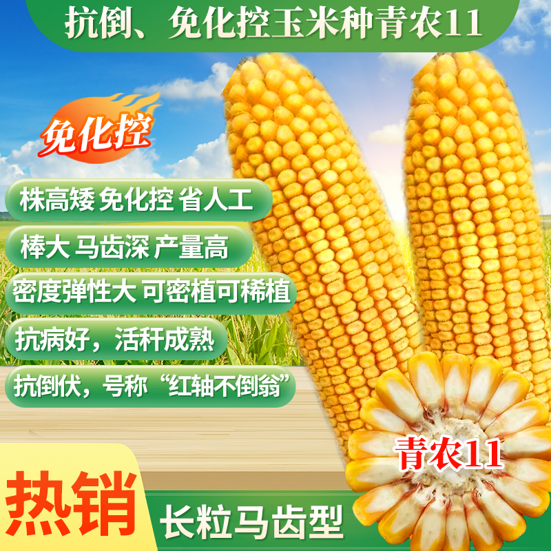 【3袋组合】红轴不倒翁 青农11玉米种子 棒大马齿深 高抗倒伏 助农 