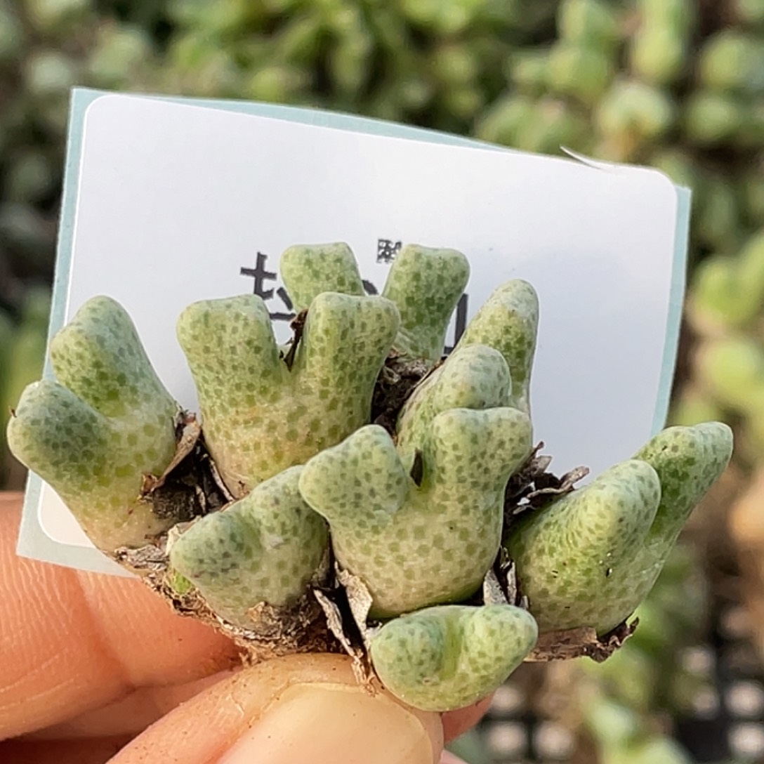 6-11鹿角斑马多肉植物
