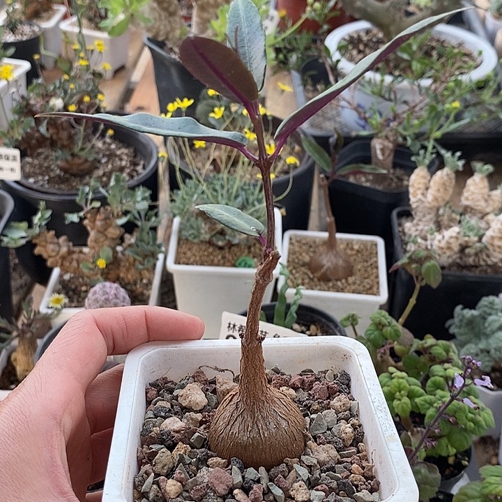 652紫背罗摩一一带盆