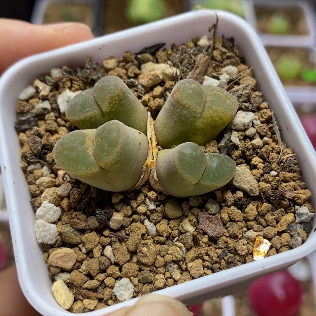 风铃4头多肉带盆