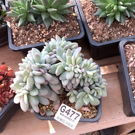 粉兔缀化477 亏本处理退款拉黑7-8天发货