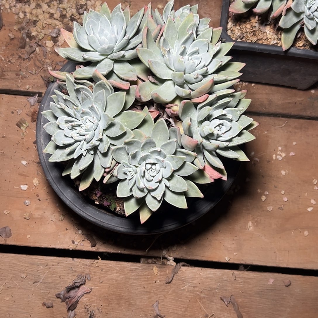 乐***蛙谢谢哥 泡芙一物一拍1573