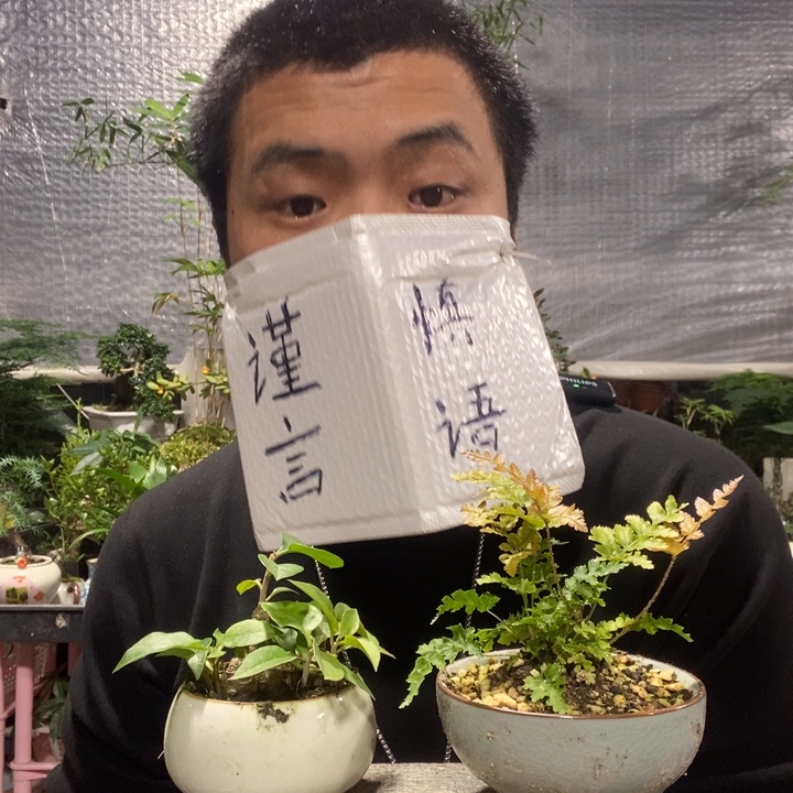 以实际为准盆景绿植盆栽23