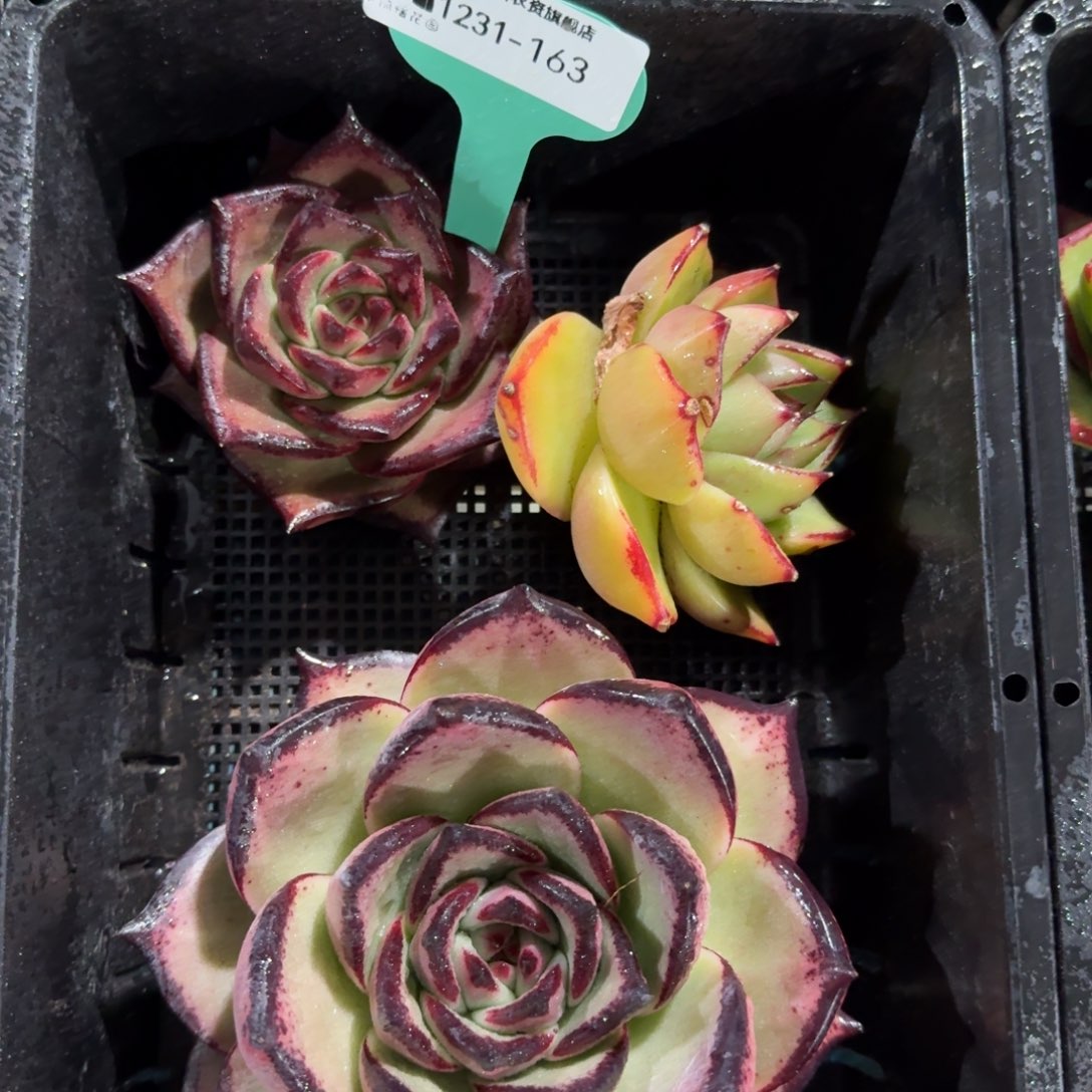 m***o从前慢花园多肉编号1231-163