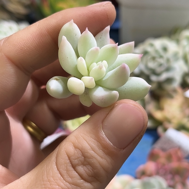 611所罗门巨人白腹轮锦无根