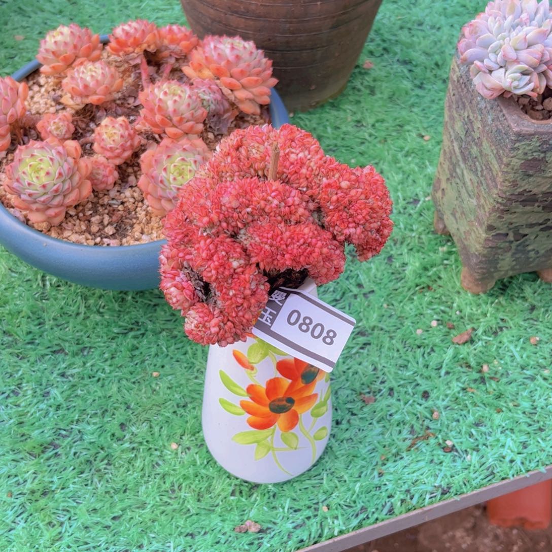 粉姬莲缀多肉植物0808