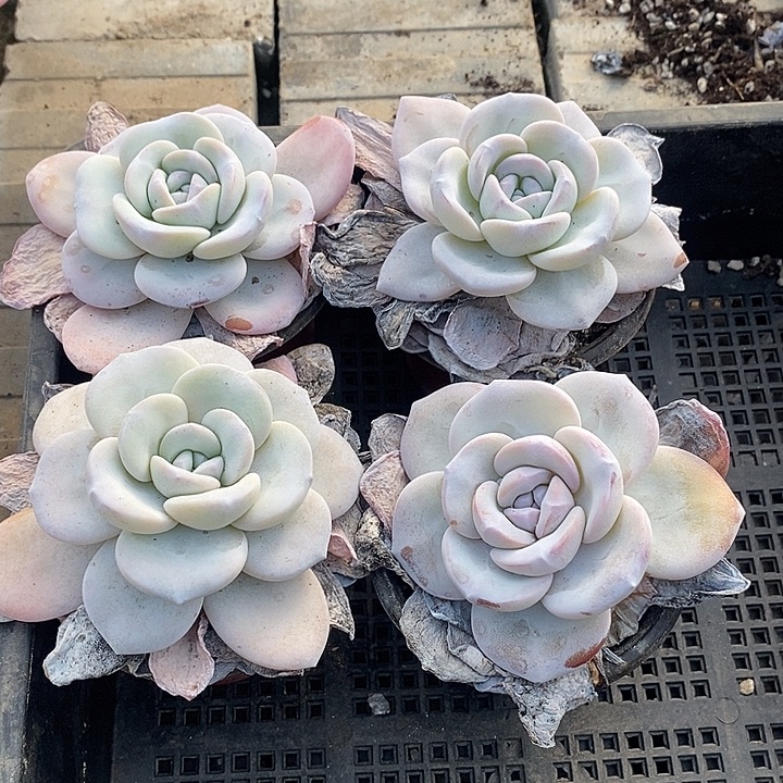 肖****无花朵2627号一物一拍雪莲