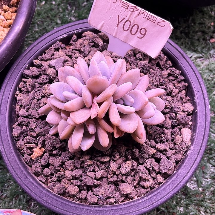 我是你的小可爱啊我是我