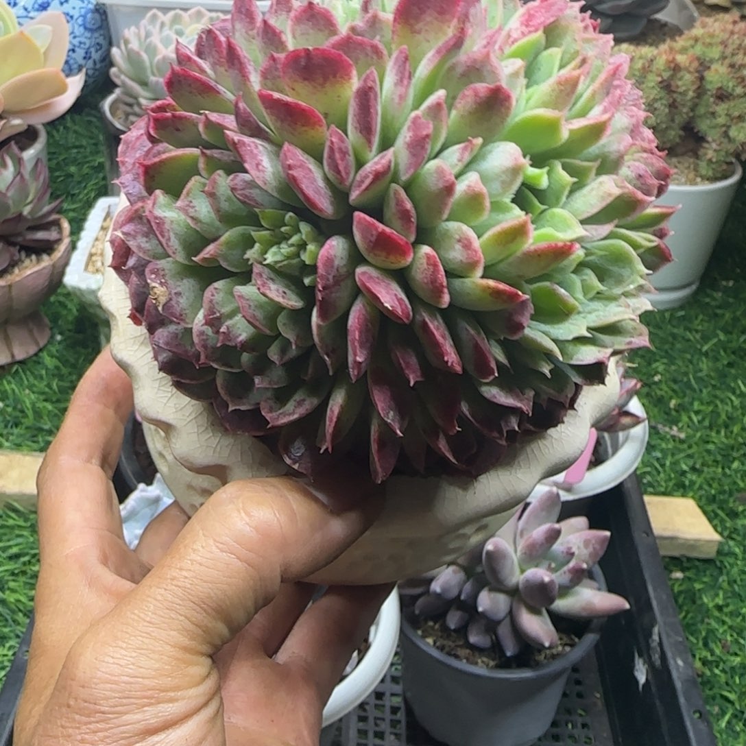 锦安精品多肉植物299