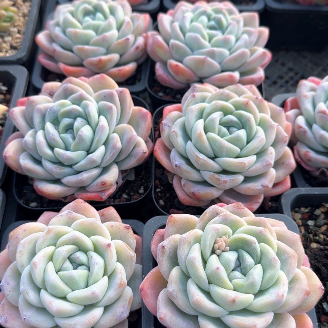 冰玉熊猫脸10-11厘米 拍5发6