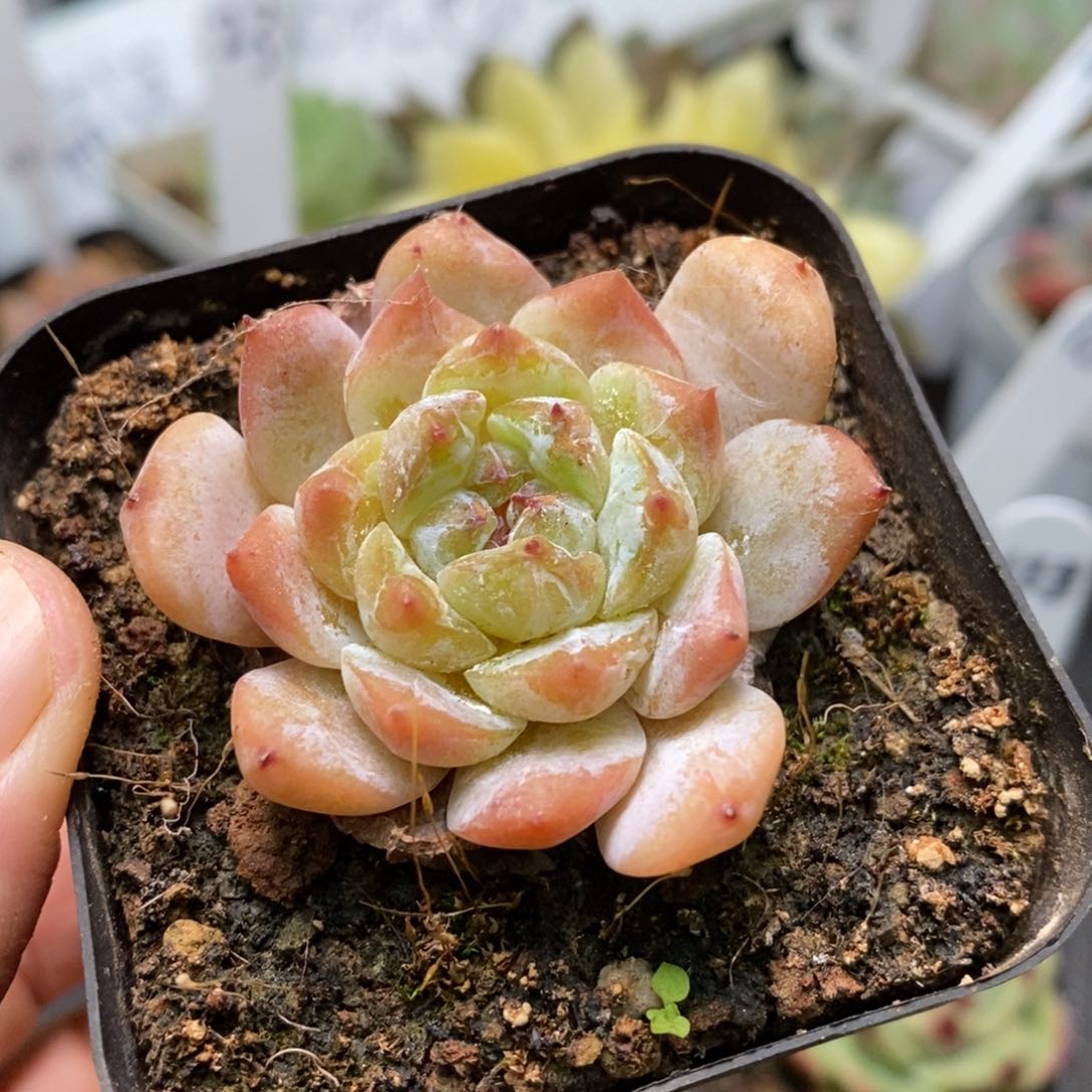 精品多肉一物一拍不包整106