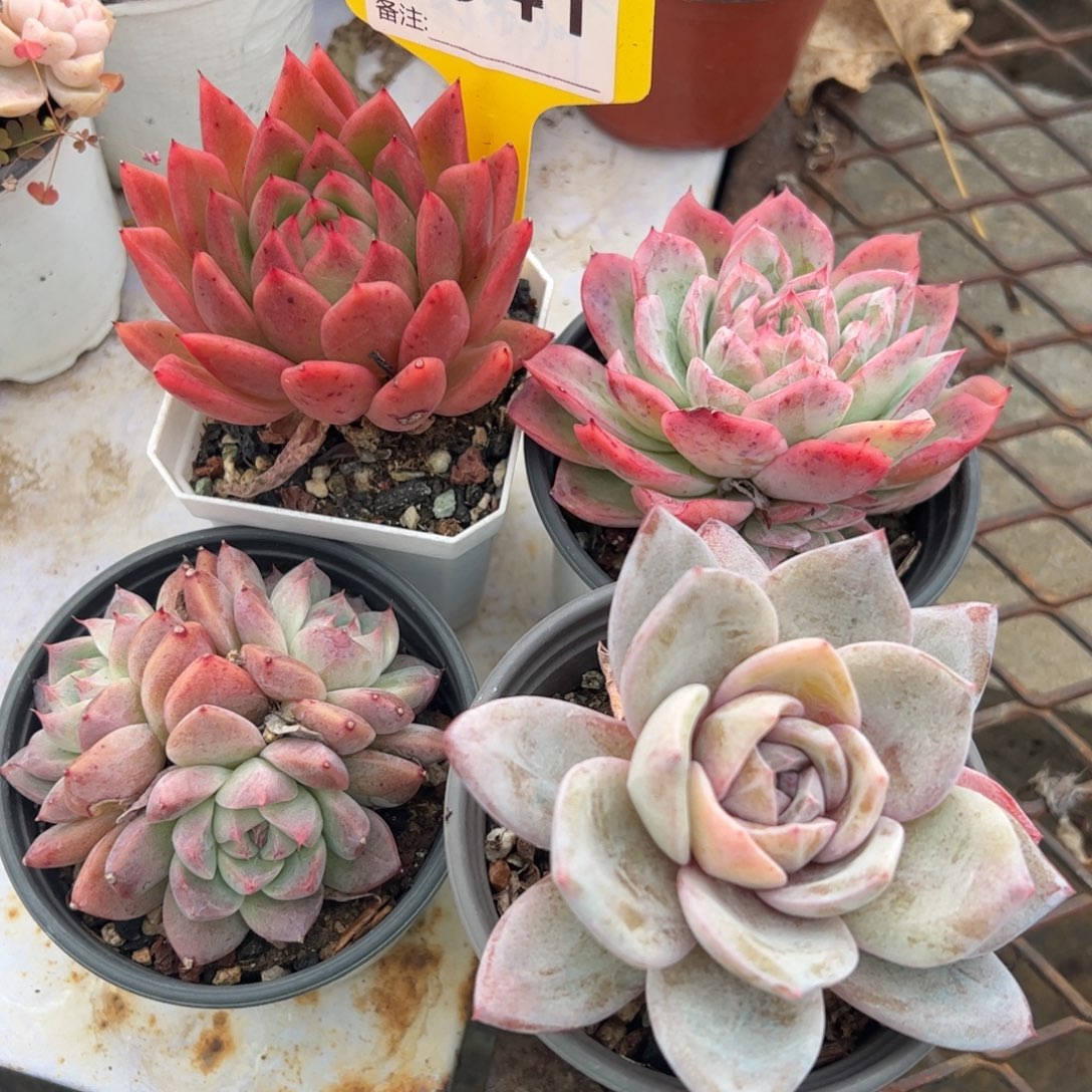 四颗老桩清货包邮