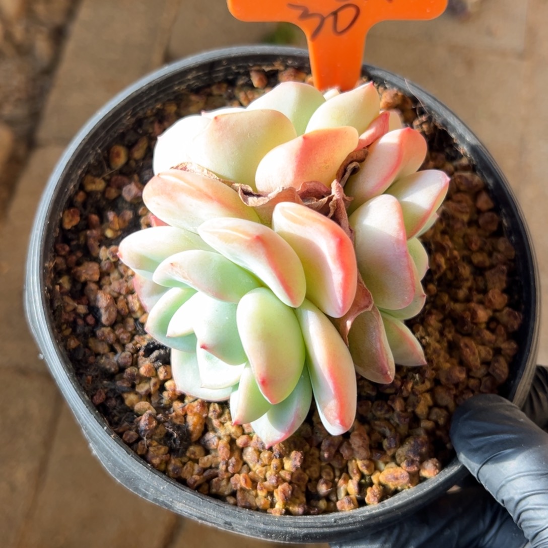 李***意泡芙111111111111111