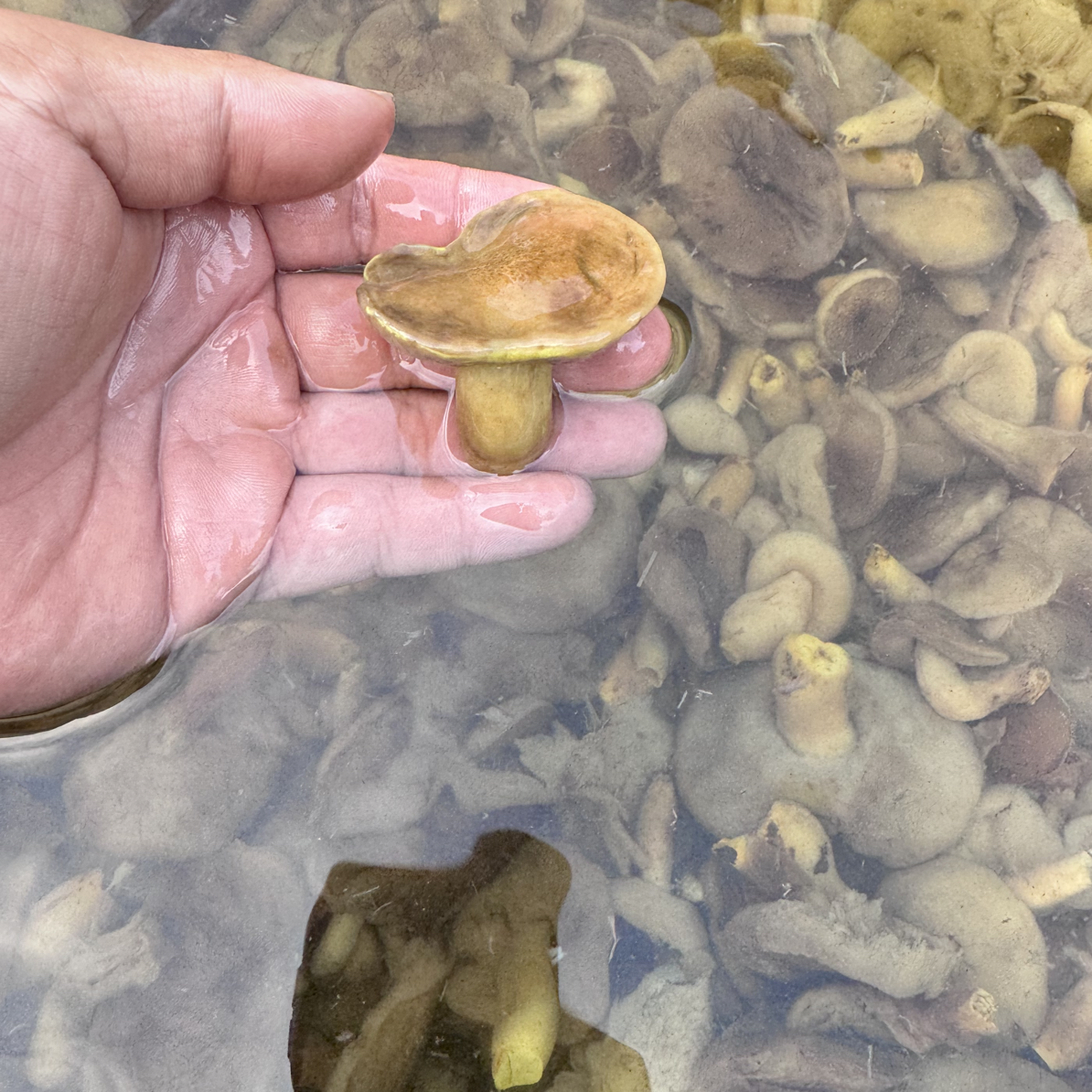 重庆石柱高山上的、小黄牛肝菌、滑滑嫩嫩的（爆炒、爆汤）