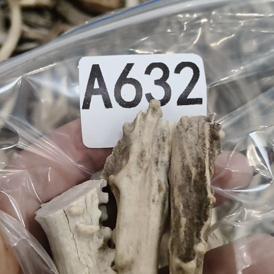 S***F鹿角鹿角鹿角鹿角鹿角