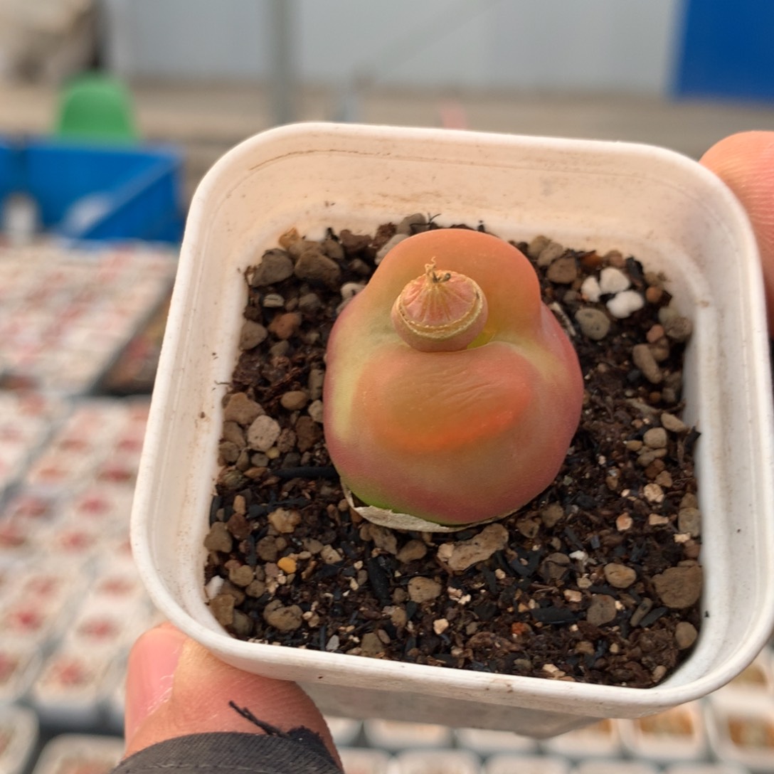 69号水蜜桃母本一颗