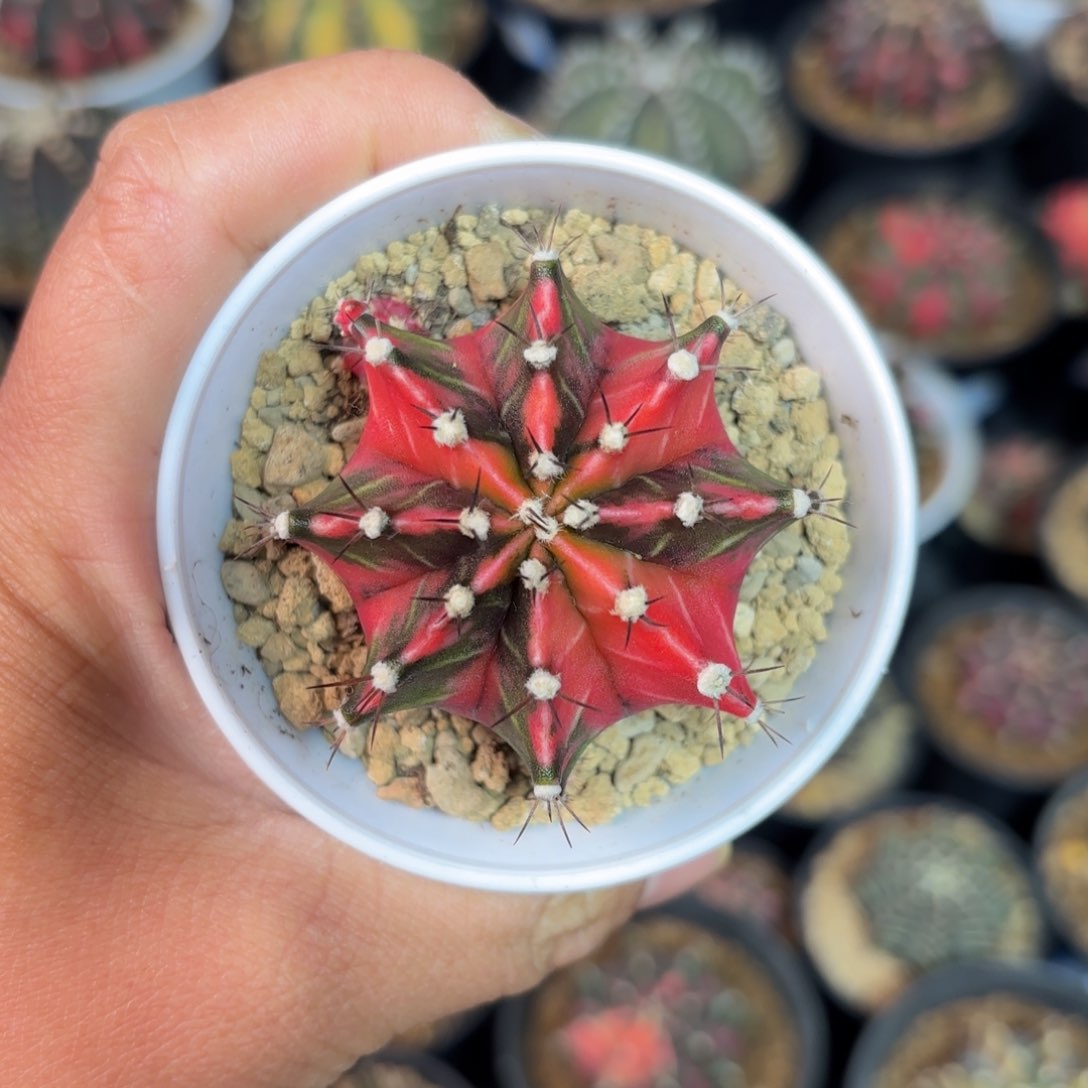 泰系米哈仙人球238