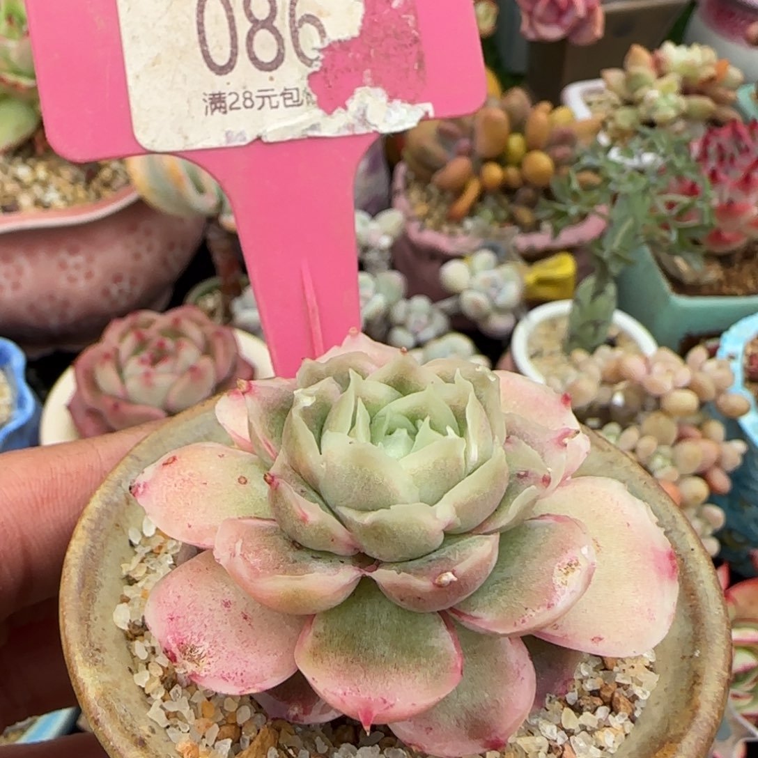 A***a多肉植物虾饺单头哇塞