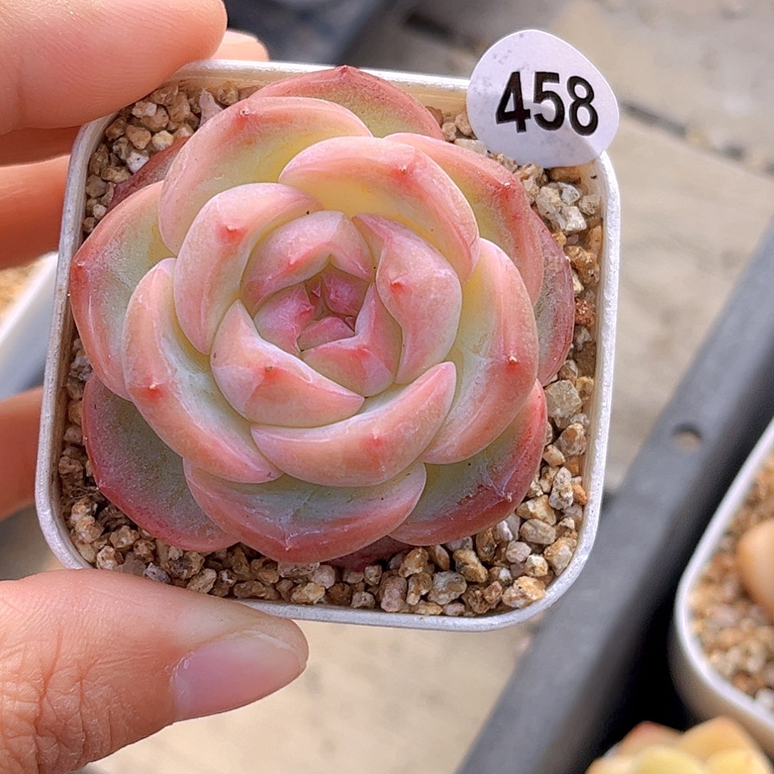 458 眠云  满18包邮 