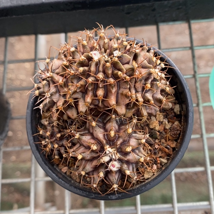 伯克利和格蕾纳等著名音乐