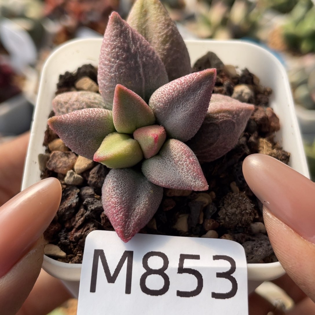    哈弗。   853。   