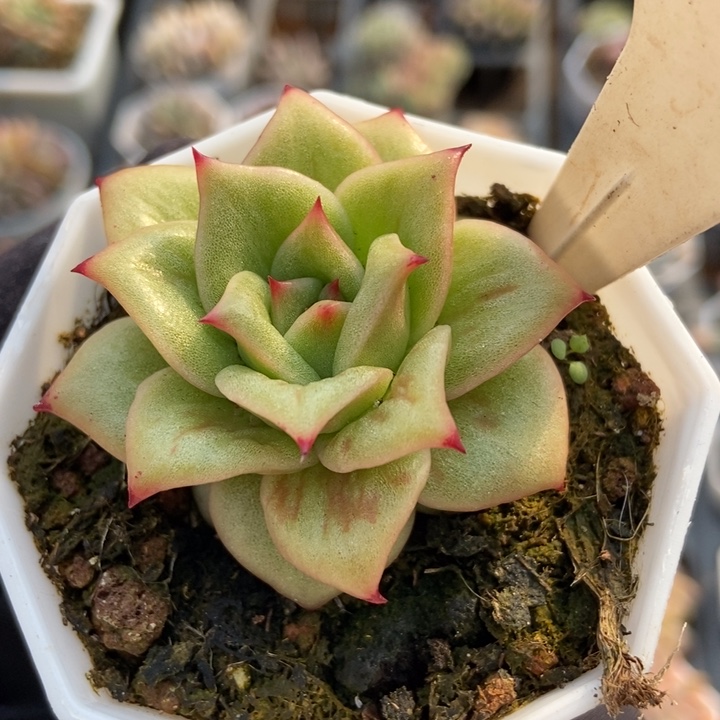 1030玛利亚锦多肉植物保护