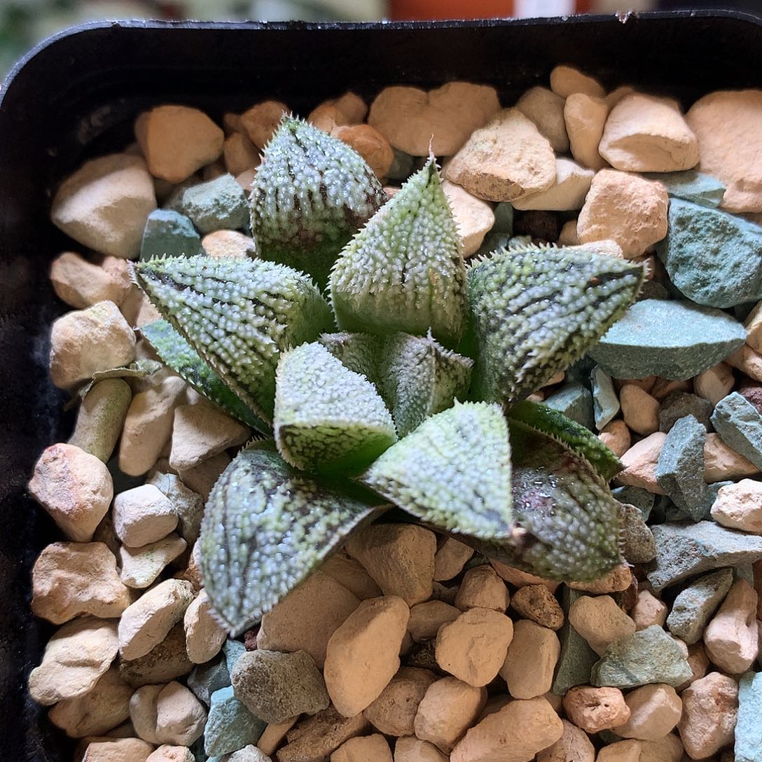 实生寿带盆土发货o