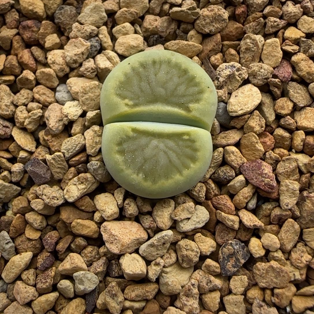 963 生石花大棚直播