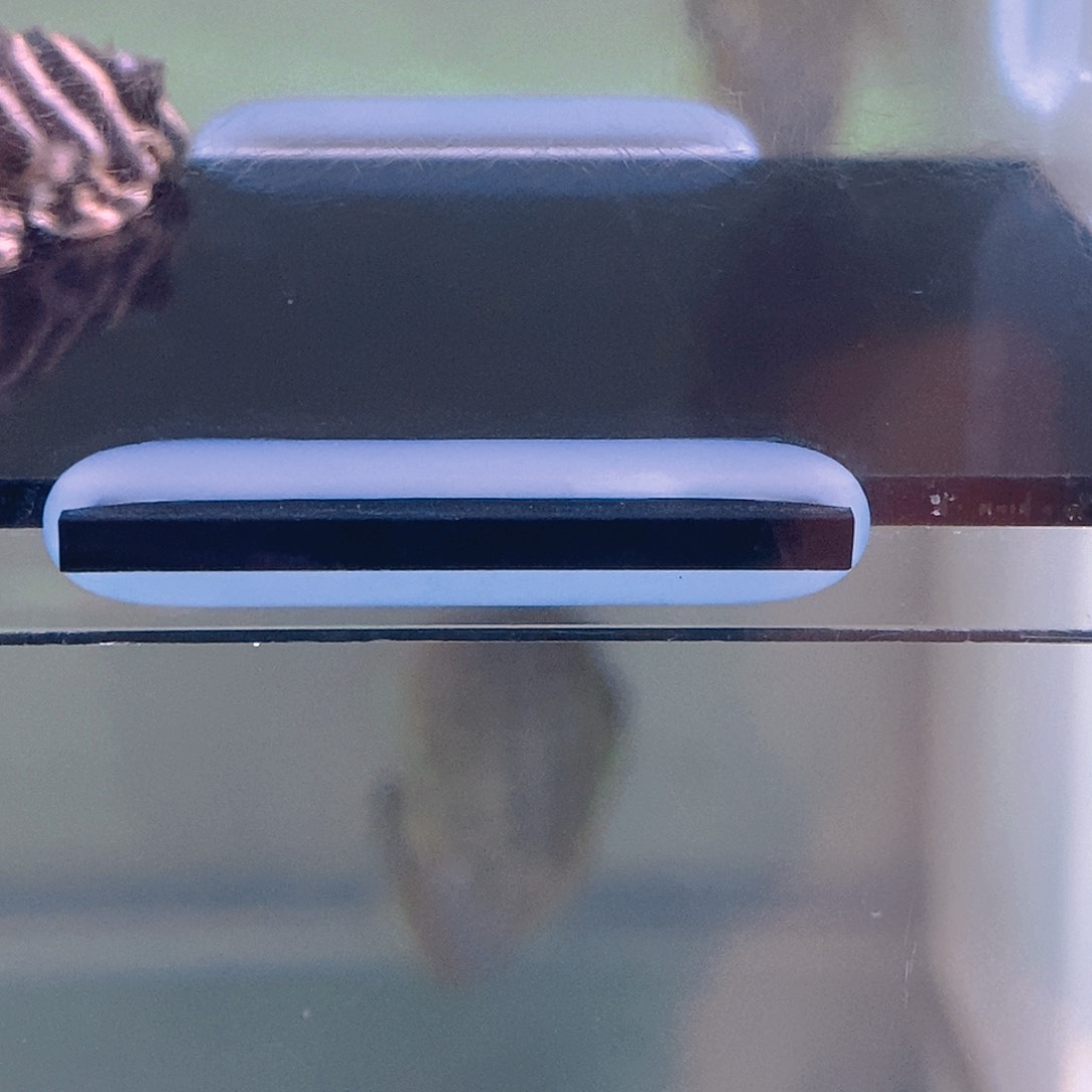 清道夫鱼3号异型