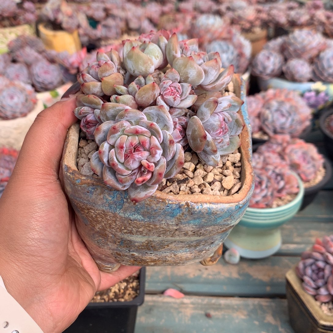 偶***装哈哈哈哈哈哈哈哈哈哈哈哈