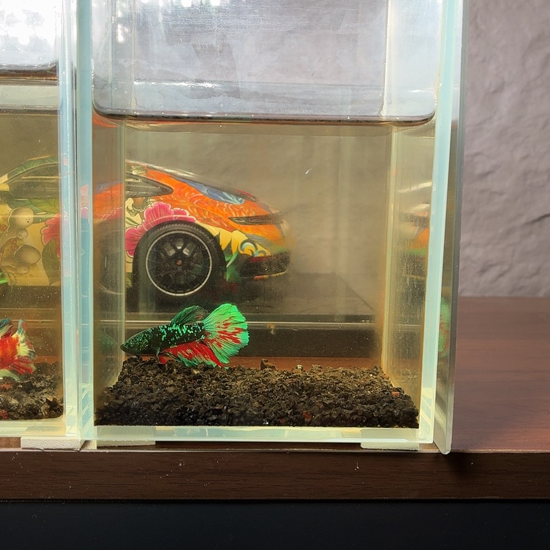 斗鱼绿魔半月公鱼