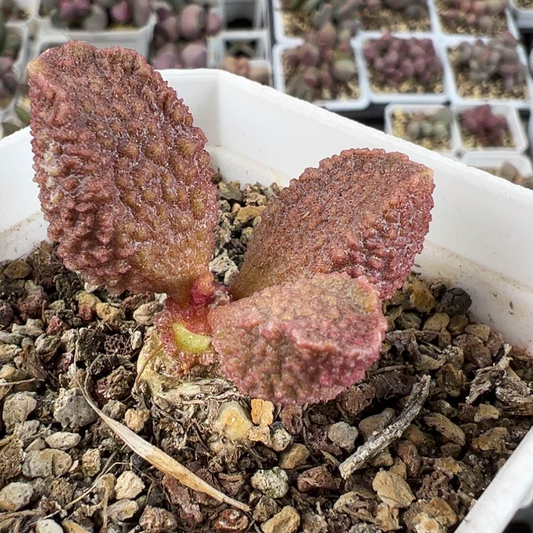 实生新品单头纯木质桩多肉植物